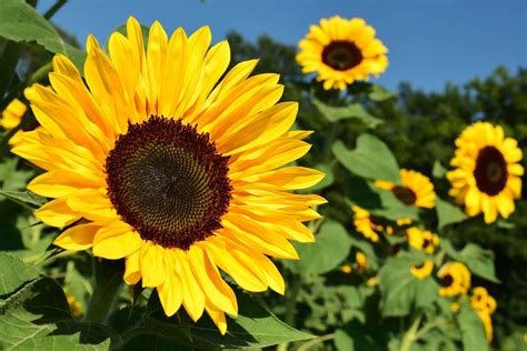 🌻 Girasol La Maravillosa Planta De Tu Jardín Que Mira Al Sol De Frente