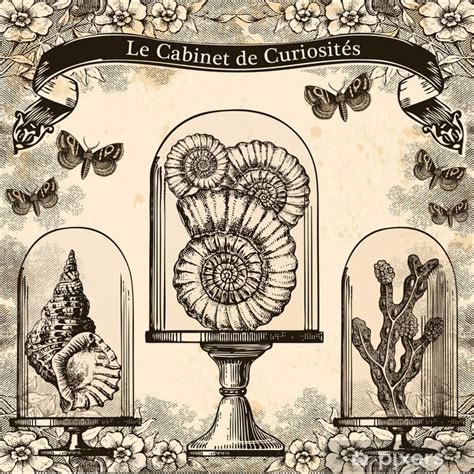 Cabinet de curiosites — cabinet de curiosités pour les articles homonymes, voir cabinet. Papier peint Le Cabinet de Curiosités • Pixers® - Nous ...