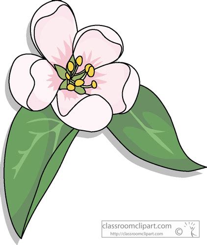 Apple Blossom Cliparts Celebrate Spring With Beautiful And Colorful