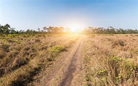 Nature Trail With Pine Forest Thailand 22843028 Stock Photo At Vecteezy