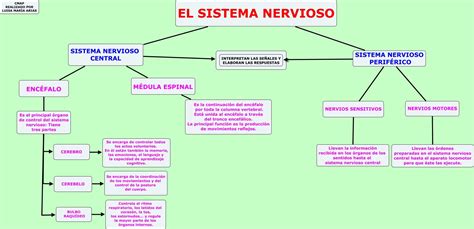 Cuadros Comparativos Y Sinópticos Sobre Sistema Nervioso Y Endocrino