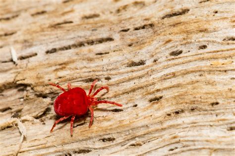 How To Get Rid Of Chiggers Readers Digest