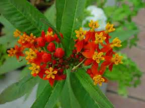 Free Picture Small Orange Red Flowers