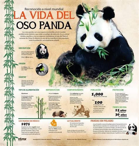 La Vida Del Oso Panda Infografia Infographic Oso Panda Panda