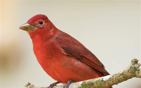 7 Red Birds Found In Florida With Pictures Animal Hype