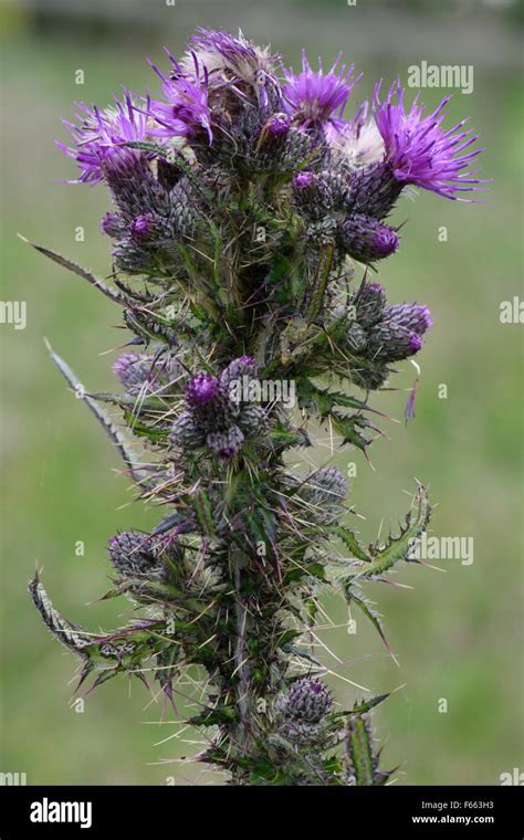 Purple Flowers Of A Marsh Thistle Cirsium Palustre Tall Upright With
