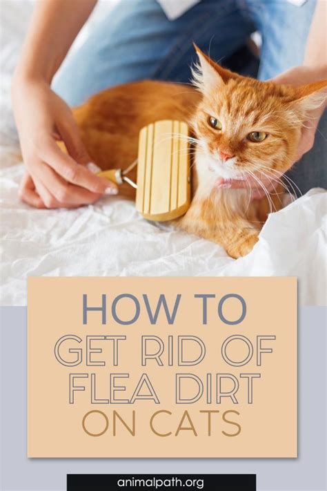 How To Get Rid Of Flea Dirt On Cats Cat Care Tips Fleas Kitten Care