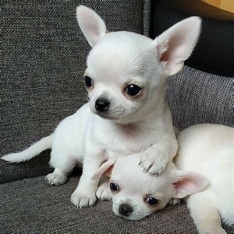 Imagen En We Heart It Chihuahua Puppies Cute Baby Dogs Baby Chihuahua