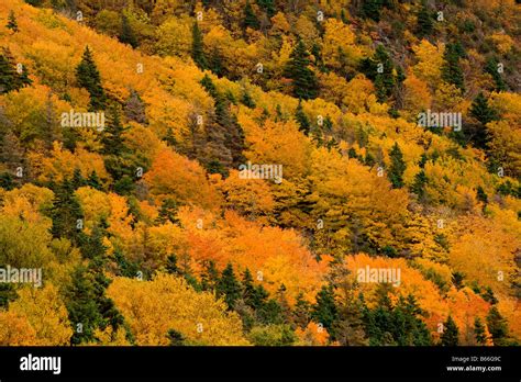 Autumn Colours Cape Breton Highlands National Park Nova Scotia Canada