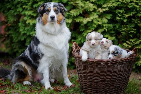 Being almost a workaholic, this australian shepherd and poodle mixes would find their own work (like playing with teddies and toys), if not appointed for any. Estrus Symptoms After Spaying in Dogs - Symptoms, Causes ...