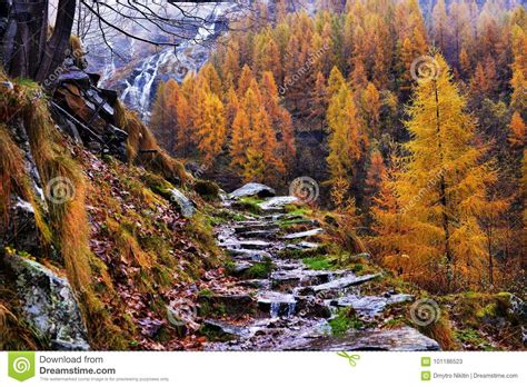 Yellow Larch And Waterfalls Stock Image Image Of Larch Pine 101186523
