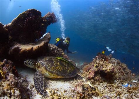 Turtle Town In Maui Amazing Snorkeling With 1001 Turtles 🙂