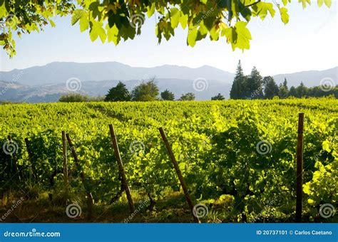 Vineyard Landscape Stock Image Image Of Douro Countryside 20737101