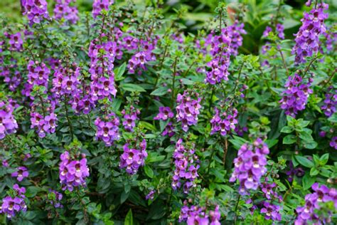 Interesting Purple Flower Names We All Should Know About Floraqueen En