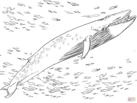 247 Dessins De Coloriage Baleine à Imprimer Sur Page 26