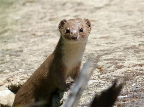 Things To Know Before Getting A Weasel As Pet Pet For Sale