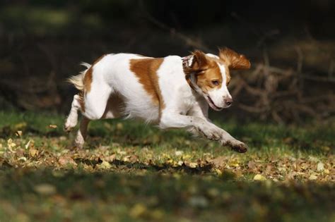 The 15 Best Dog Breeds For Running Livestrong