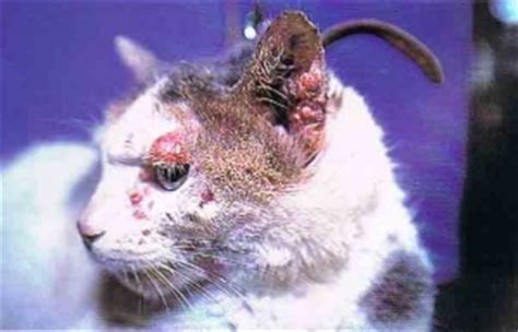 They originate from cells within or surrounding the brain, do not. Basal cell tumor - Cat