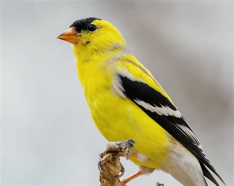 The Eastern Goldfinch New Jerseys State Bird Nature Blog Network