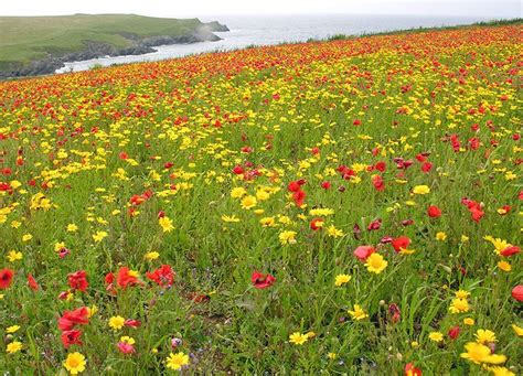 West Pentirecornwall Marigolds And Poppies In The Wildflower Fields