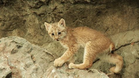 Cute Baby Animals Lynx Cub