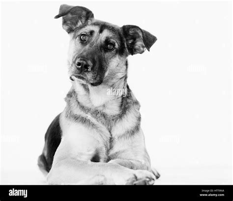 Perros Enfocados En Blanco Y Negro Fotografías E Imágenes De Alta