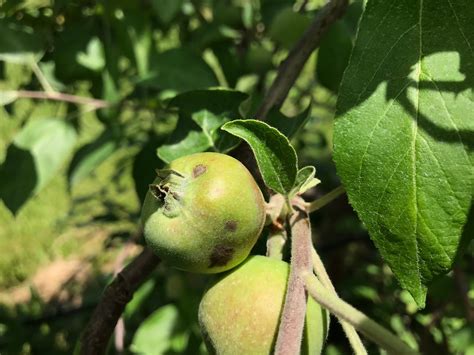 Home Orchard Management Royal Oak Farm Orchard Protecting Your