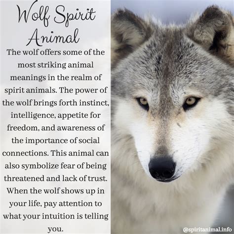 Wolf Spirit Animal Totem Meaning Wolf Spirit Animal Wolf Spirit