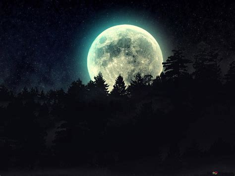 Descargar Fondo De Pantalla Luna Llena Sobre El árbol De Pino Bosque Hd