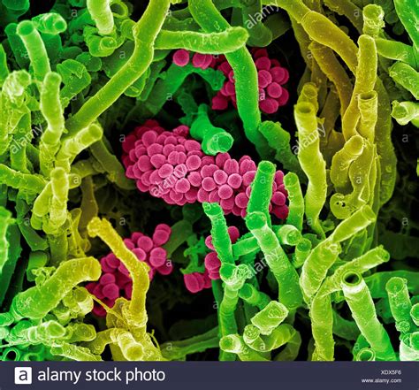 Streptomyces Bacteria Stock Photos And Streptomyces Bacteria Stock Images