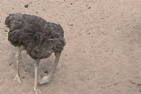 Ostrich An Ostrich Sticking Its Head In The Sand Taken In Flickr