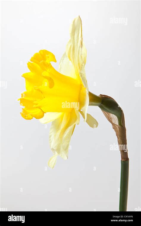 Close Up Of Daffodil Flower And Stem Stock Photo Alamy