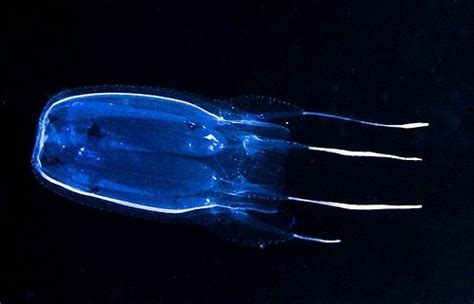 The Oceans Fastest Biggest And Deadliest Creatures