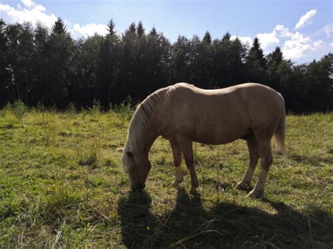 curiosities   horse  finland finnhorse