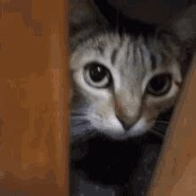 Cat Closet GIF Cat Closet Stare Discover Share GIFs
