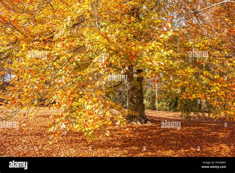 Sunlit Golden Beech Tree In Autumn Fagus Sylvatica Stock Photo Alamy
