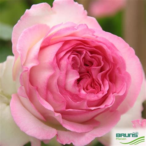 Strauchrose Eden Rose 85 R Von Bruns Pflanzen