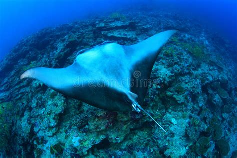 Manta Ray Stock Photo Image Of Snorkeling Animal Graceful 26630372