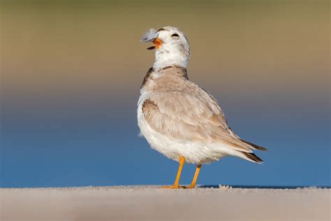 New Science Reveals The Big Impact Stewardship Has On Coastal Birds
