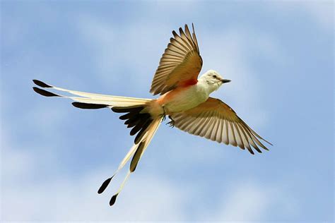 Scissor Tailed Flycatcher Facts Info Habitat Pictures
