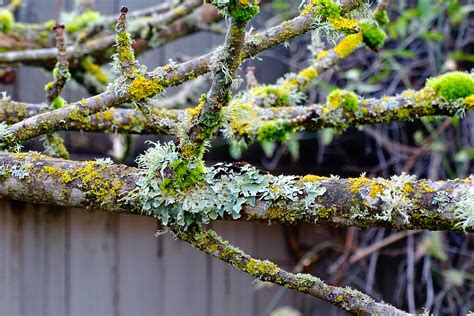 Free Images Nature Blossom Winter Leaf Flower Frost Moss Green