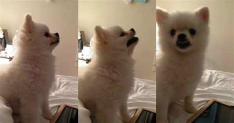 This breed is lively, smart, and affectionate. This Pomeranian Puppy Sneezing Will Steal Your Hearts In Under 10 Seconds | Pomeranian puppy ...