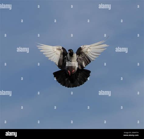 Homing Pigeon Flight Hi Res Stock Photography And Images Alamy