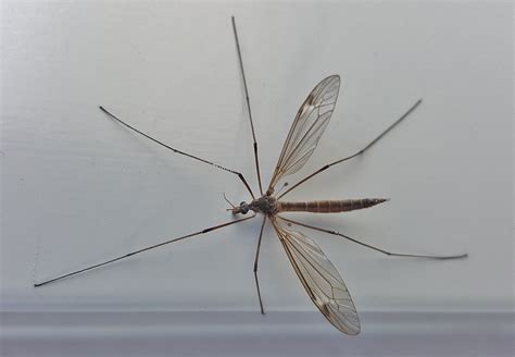 Crane Fly Mosquito Eater Insect Free Photo On Pixabay Pixabay