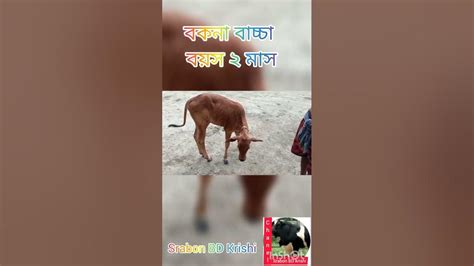 দেশি গরুর পেটে শাহিওয়াল বকনা বাচ্চা।😄😄 India Reels Tiktok