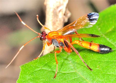 Large Black Wasp With Orange Wings Orange Spider Wasp 1 Priocnemis