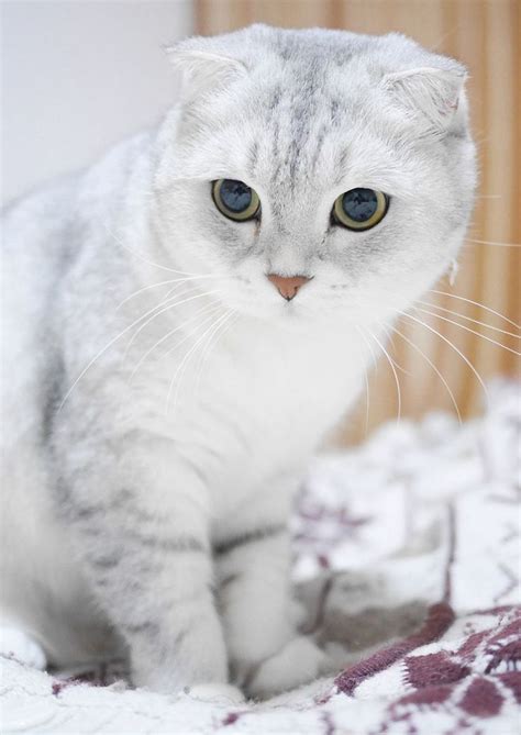 The Scottish Fold Cat Breed Where They Came From What They Are Like