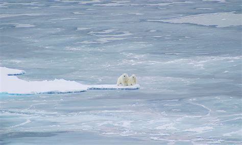 Polar Bears Could Go Extinct Sooner Than Scientists Previously Thought Polar Bear Wildlife