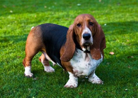 All About The Basset Hound Dog Breed Profile