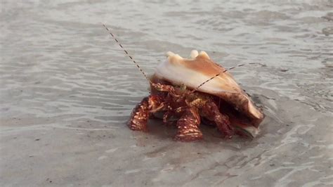 Cool Hermit Crab At Lido Key Sarasota Fl Youtube